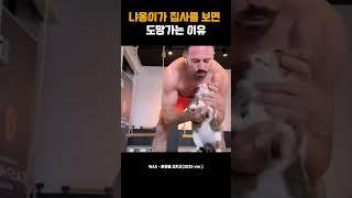 냐옹이가 집사를 보면 도망가는 이유