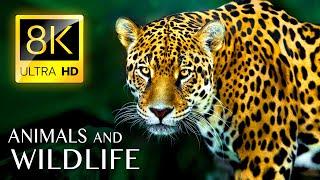 Superb ANIMALS Collection 8K ULTRA HD - Nature Sounds and Colorful Animals with Music 8K TV