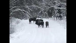 Как себя чувствуют зубры на свободе