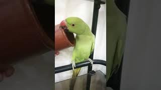 Khursheed World # shorts #mithu videos # parrots vlog# subscribe to my channel#