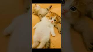 This used to be our favorite nap spot #cat #shorts