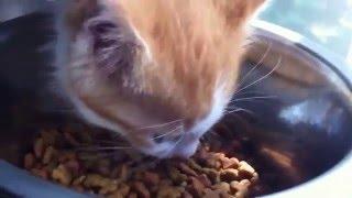 Cute Kitten Eats A Dangerous Amount of Food!!