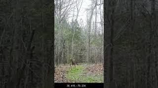 it gets serious over those #domainclover #deer #privateland #hunting #nature #hunters