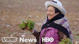 Maca Plant Pirates in Peru (HBO)