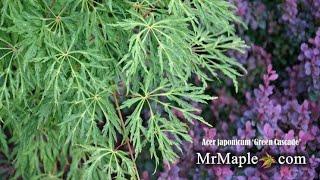 Acer japonicum ‘Green Cascade’ Weeping Green Japanese Maple