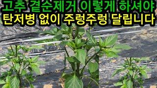 고추 곁순제거 꼭 이렇게 하셔야 원한대로 수확을 합니다