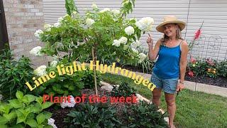 Plant of the Week: Limelight Hydrangea