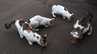 Der streunende Katzenvater ist zurück bei seiner Familie