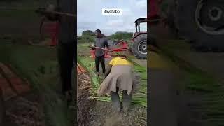 Beerta Calafka Super Neebiya Pakchong1 ee Baydhabo Janaay #farming