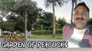 Top beautiful places of dubai | best places of dubai must visit | garden of peacocks