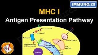 Antigen Processing and Presentation (PART I): MHC I Antigen Presentation pathway (FL-Immuno/25)