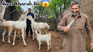 Last vlog with bamsi putar - Bakra Eid 2024 Season Updates  - JNTV Vlogs