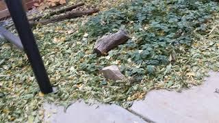 Yep, that's a leaf