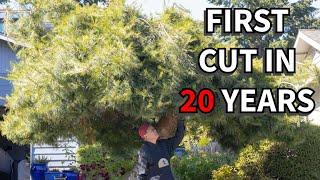 Styling a HUGE landscape white pine into a beautiful bonsai tree.