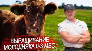 Выращивание молодняка крс. Как кормить телят с рождения до 3х месяцев? Рассказывают наши коллеги.
