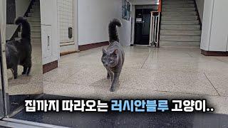 집까지 따라오는 러시안블루 고양이.. (고양이탐정)