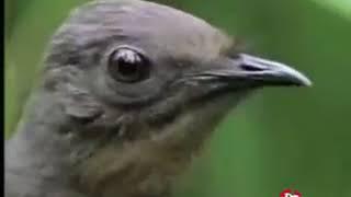 Beautiful Bird Of Paradise Preforms Its intricate Song For A Documentary Crew (RARE)