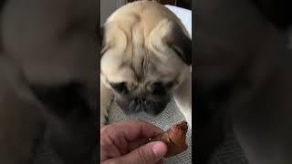 #pug #puglife #handsome #мопс #гуффи #собака #красавчик #dog #doglover #shorts #short #shortvideo