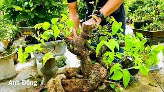 Cách làm tay cành lần đầu cho cây bonsai