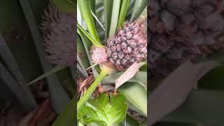 Double pineapple  #pineapple #pineappleplant #weirdfruits #andrethefarmer #growyourownfood