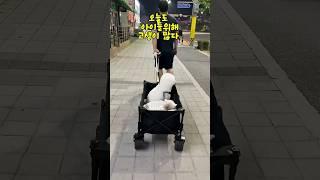 16살노견의하루..오늘은 아빠가 새차를 산날