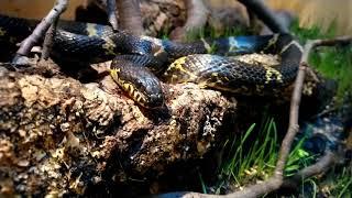 Russian rat snake