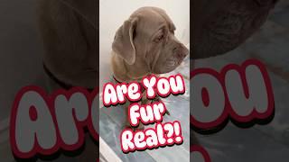 Seriously? Are You Fur Real⁉️#shorts #funny #sad #real #friends #love #dog #pets #animals