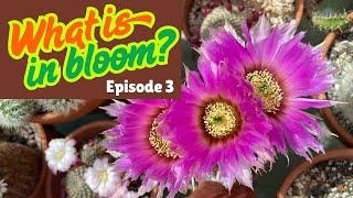 Episode 3: Cactus in Bloom Series
