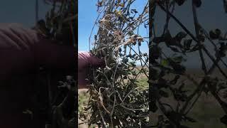 Fluffing Hay with a Golden Eagle Hay Rake   4K #goldeneagle #hayrake #hayharvesting