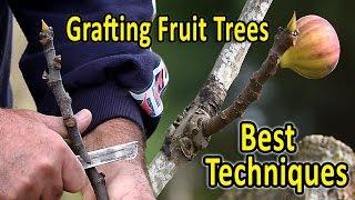 Grafting Fruit Trees | The 2 Best Techniques for Grafting Figs and other fruit trees