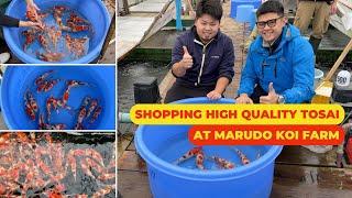 Shopping HIGH-QUALITY TOSAI KOI FISH at Marudo Koi Farm - One of the BIGGEST BREEDERS in Japan