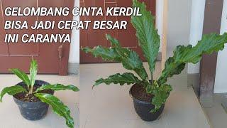 GELOMBANG CINTA / ANTHURIUM KERDIL SUPAYA CEPAT BESAR & DEWASA