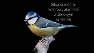 2. SIKORKA MODRA (figurki polskie ptaki kolekcja,country bird collection,vogelwelt) Ciekawostki