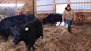 Snow, Steaks, and Happy Cattle