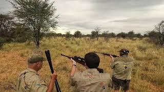 Intense Kalahari Lion Hunt: A Standoff to Remember