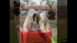 Dog Breed Info all dogs info