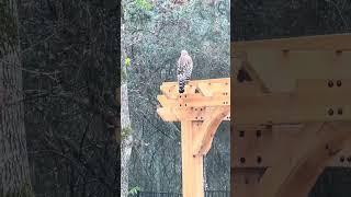 Red Shoulder Hawk living in our back yard on a rainy day