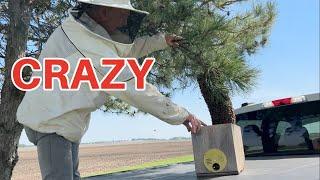 Beekeeping: How To Catch & Use A Swarm - FREE BEES!