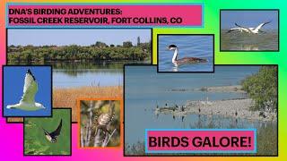 Fossil Creek Reservoir Natural Area in FOCO, CO Migration Time +NEW BIRD