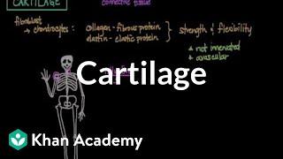 Cartilage | Muscular-skeletal system physiology | NCLEX-RN | Khan Academy