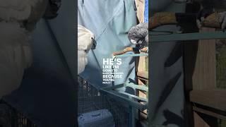 African Grey Gives Victoria Cockatoo a Kiss #parrot #cockatoos #bird #parrots #birds #cuteanimals