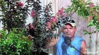 All About Crape Myrtles