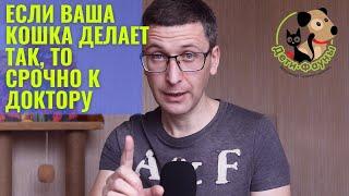 Цистит у кота (кошки) | Симптомы цистита у кошки | Лечение цистита у кошки