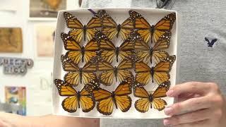Insect Migrators    Insectos migradores