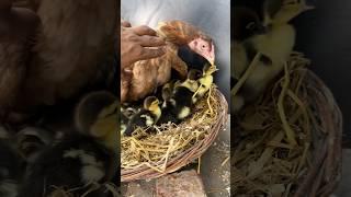 Young hen Hatched many Ducks