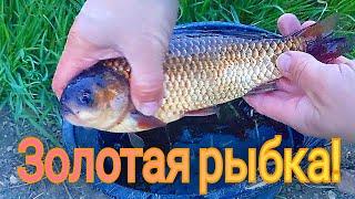 Пруд на участке. Рыбачим дома