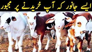 Pure Cholistani Gulabi Ablk Nukre Pink Nose Bachre Bachrian || Global Village Farming