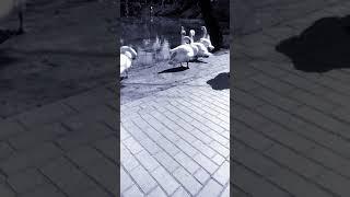 Лебединое озеро