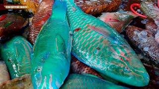 Amazing Japanese Street Food Fish Cuts l Parrotfish Sashimi Okinawa Jepang