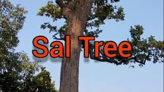 Sal Tree